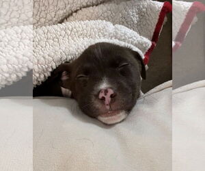 Mutt Dogs for adoption in Stephens City, VA, USA