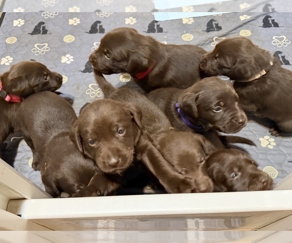 Medium Photo #1 Labrador Retriever Puppy For Sale in WHITNEY, TX, USA