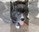 Puppy HOPE Pomsky