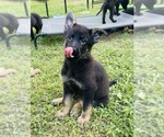 Small Photo #3 German Shepherd Dog Puppy For Sale in WEST POINT, VA, USA