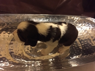 English Springer Spaniel Puppy for sale in Edgewater, MD, USA