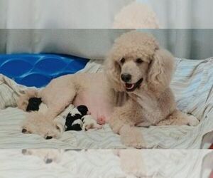 Mother of the Goldendoodle puppies born on 08/15/2021