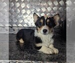 Small #1 Pembroke Welsh Corgi