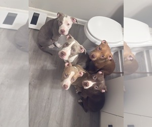 American Bully Puppy for Sale in CHARLOTTE, North Carolina USA