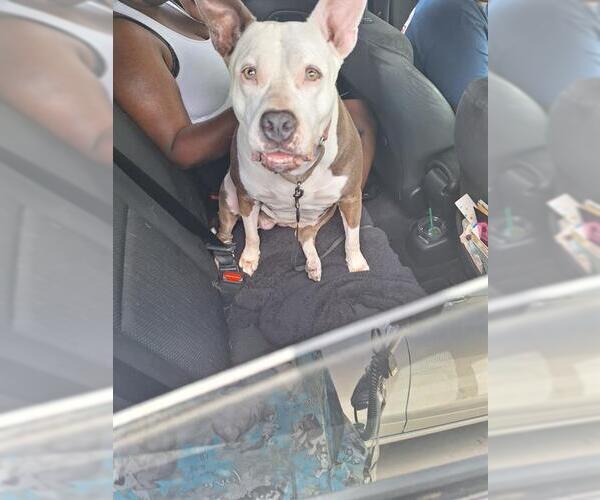 Medium Photo #1 American Staffordshire Terrier Puppy For Sale in Fort Lauderdale, FL, USA