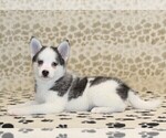 Small #1 Pomsky