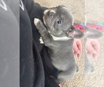 Small #5 French Bulldog