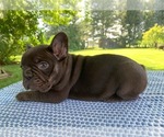 Small Photo #10 French Bulldog Puppy For Sale in BREMEN, IN, USA