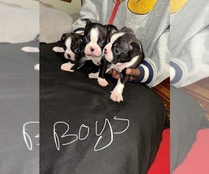 Boston Terrier Puppy for Sale in SPRINGFIELD, Illinois USA