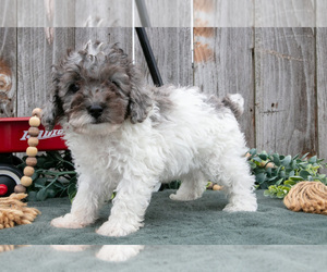 Medium Poodle (Toy)