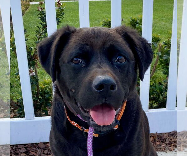 Medium Photo #1 Labrador Retriever-Unknown Mix Puppy For Sale in Newport Beach, CA, USA