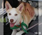 Small #4 Siberian Husky Mix