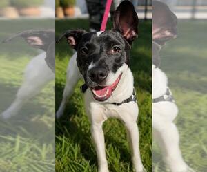 Boxer-Unknown Mix Dogs for adoption in Pompano Beach , FL, USA