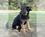 Small #2 German Shepherd Dog