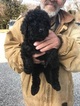 Small Photo #6 Goldendoodle-Poodle (Standard) Mix Puppy For Sale in BOWIE, MD, USA