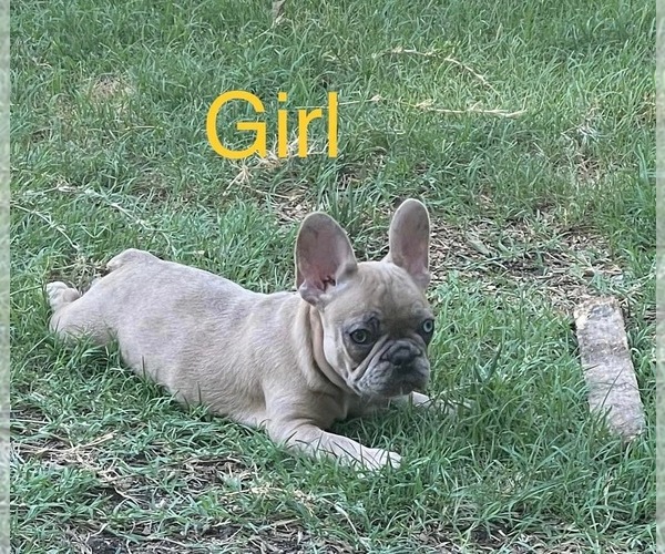 Medium Photo #1 French Bulldog Puppy For Sale in KEMPNER, TX, USA
