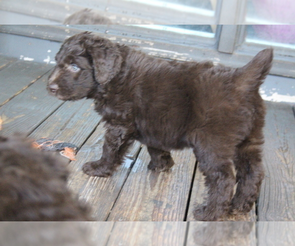 Medium Photo #3 Bordoodle Puppy For Sale in JACKSONVILLE, FL, USA