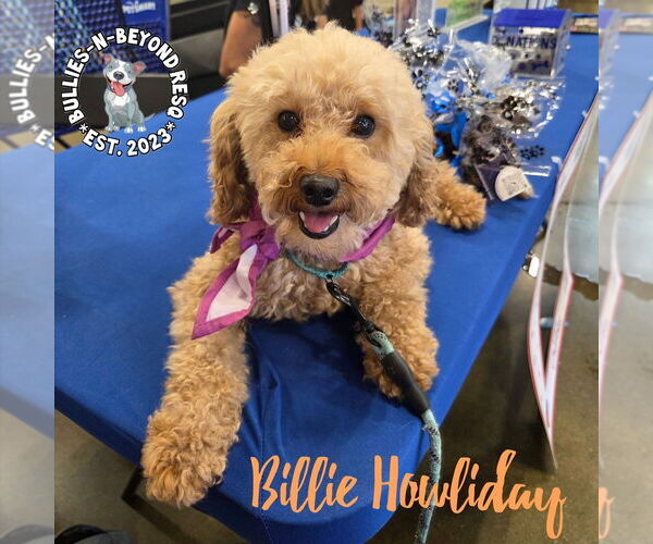 Medium Photo #8 Poodle (Miniature) Puppy For Sale in Omaha, NE, USA