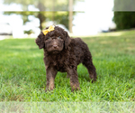 Small Photo #1 Labradoodle Puppy For Sale in NAPPANEE, IN, USA