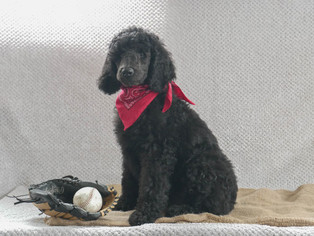 Poodle (Standard) Puppy for sale in KENSINGTON, OH, USA