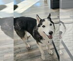 Small #4 Siberian Husky
