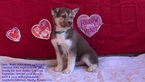 Small Photo #5 Siberian Husky Puppy For Sale in LAURENS, SC, USA