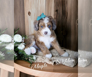 Mother of the Bernedoodle-Cavapoo Mix puppies born on 02/07/2024
