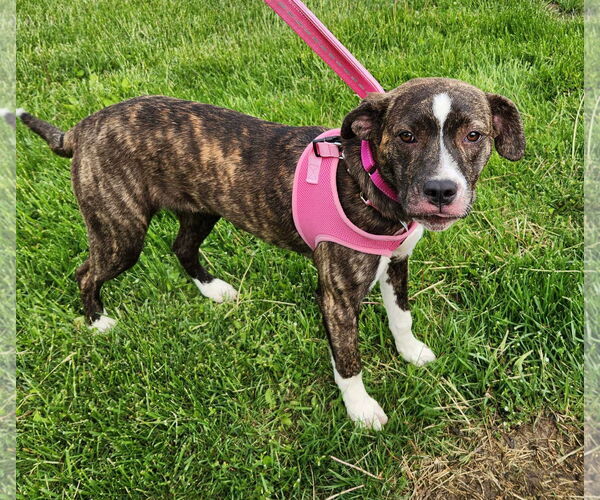 Medium Photo #25 Mutt Puppy For Sale in Mount Laurel, NJ, USA