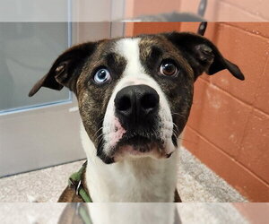 Rottweiler-Unknown Mix Dogs for adoption in Pueblo, CO, USA