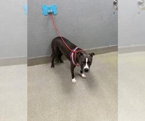 Mutt Dogs for adoption in Las Vegas, NV, USA