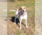 Small #11 American Pit Bull Terrier-Treeing Walker Coonhound Mix