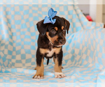 Small #1 Beagle-Mutt Mix