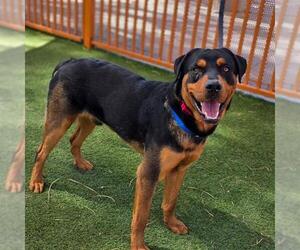 Rottweiler-Unknown Mix Dogs for adoption in Las Vegas, NV, USA