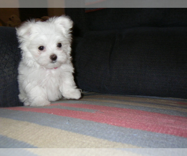 Medium Photo #1 Maltese Puppy For Sale in NORTH FORT MYERS, FL, USA