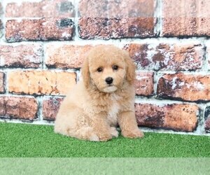 Poochon Puppy for sale in BEL AIR, MD, USA