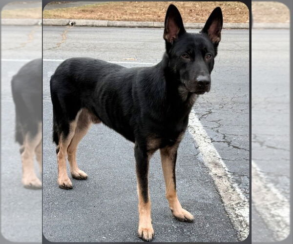 Medium Photo #2 German Shepherd Dog Puppy For Sale in Winston Salem, NC, USA