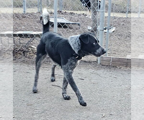 Medium Photo #3 Mutt Puppy For Sale in Bloomingdale, NJ, USA