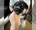 Small Siberian Husky Mix