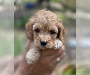 Poodle (Miniature) Puppy for sale in MCDONOUGH, GA, USA