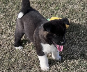 Akita Puppy for sale in HUDSON, NC, USA