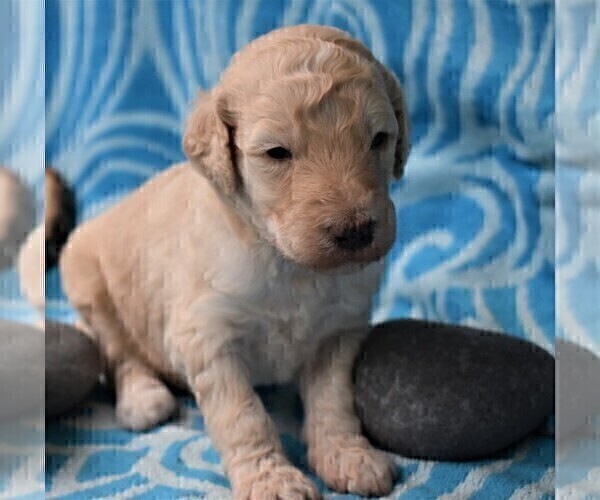 Medium Photo #7 Poodle (Standard) Puppy For Sale in MALABAR, FL, USA