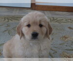 Small Photo #5 English Cream Golden Retriever Puppy For Sale in MECHANICSVILLE, MD, USA