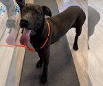 Small #1 Great Dane Mix