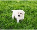 Small #16 Labrador Retriever