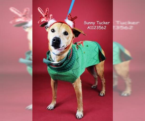 Medium Photo #1 Labrador Retriever-Unknown Mix Puppy For Sale in Bakersfield, CA, USA