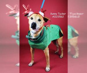 Labrador Retriever-Unknown Mix Dogs for adoption in Bakersfield, CA, USA