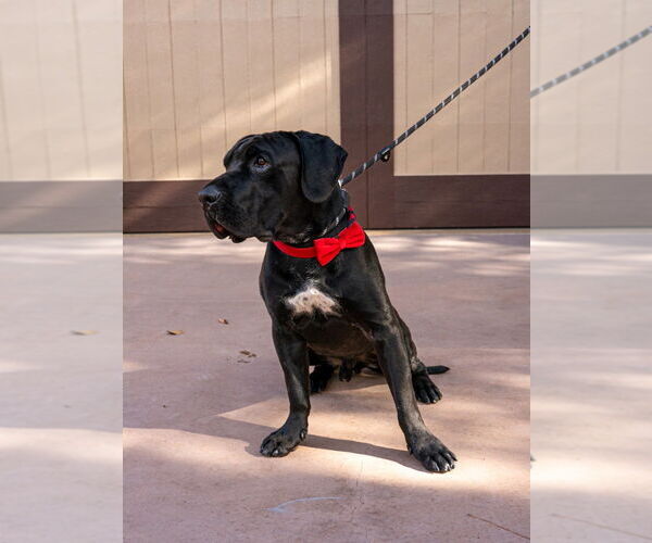 Medium Photo #4 Mastador Puppy For Sale in Lake Forest, CA, USA