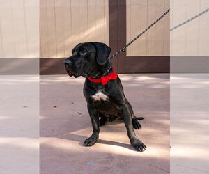 Dudley-Special Needs - Adopt Me! - Male Mutt Dog for Adoption - Photo #4