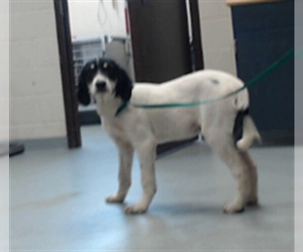 Medium Photo #1 Labrenees Puppy For Sale in Fayetteville, NC, USA
