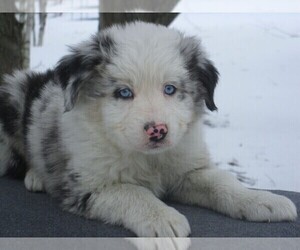 Australian Shepherd Puppy for sale in WILSON, NY, USA